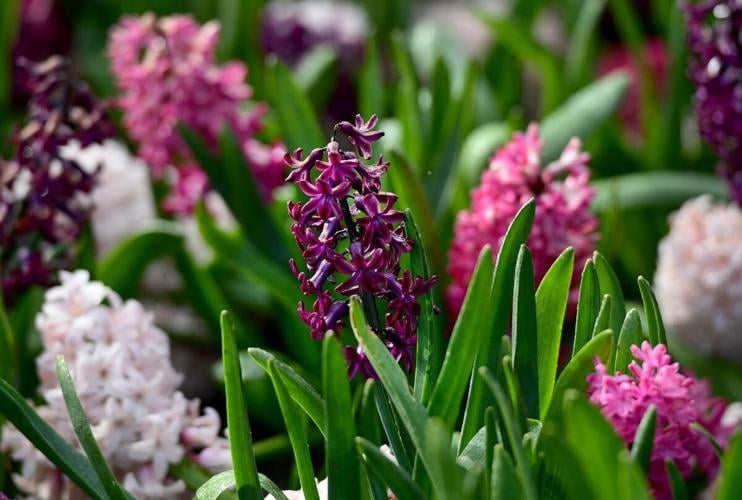 This Westdale garden is exploding with colour and plant passion