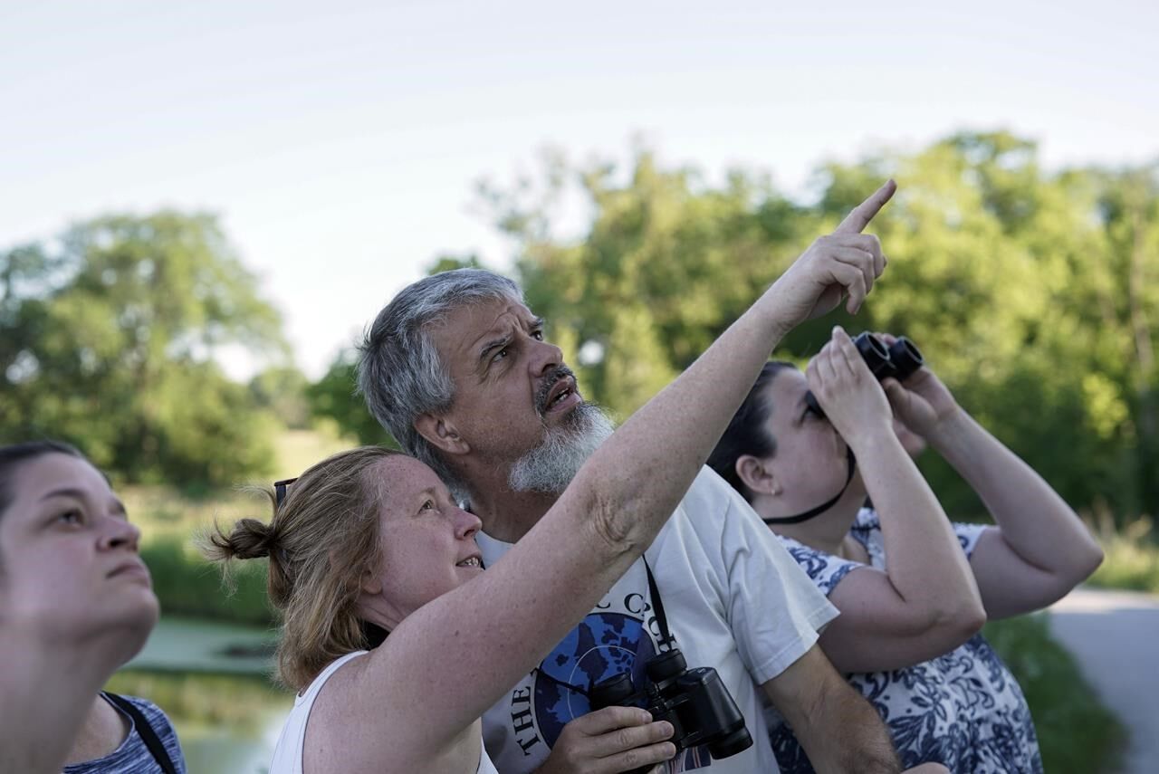 North American grassland birds in peril, spurring all-out effort to ...