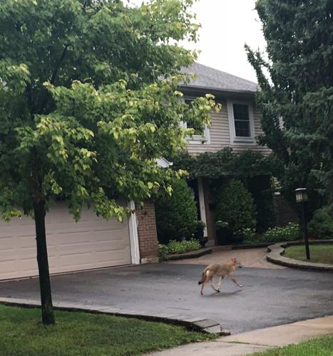 HALTON COYOTE LOOKOUT: Volunteer dog walker screams to scare away coyote