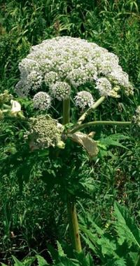 Metrolinx found giant hogweed in the Don Valley