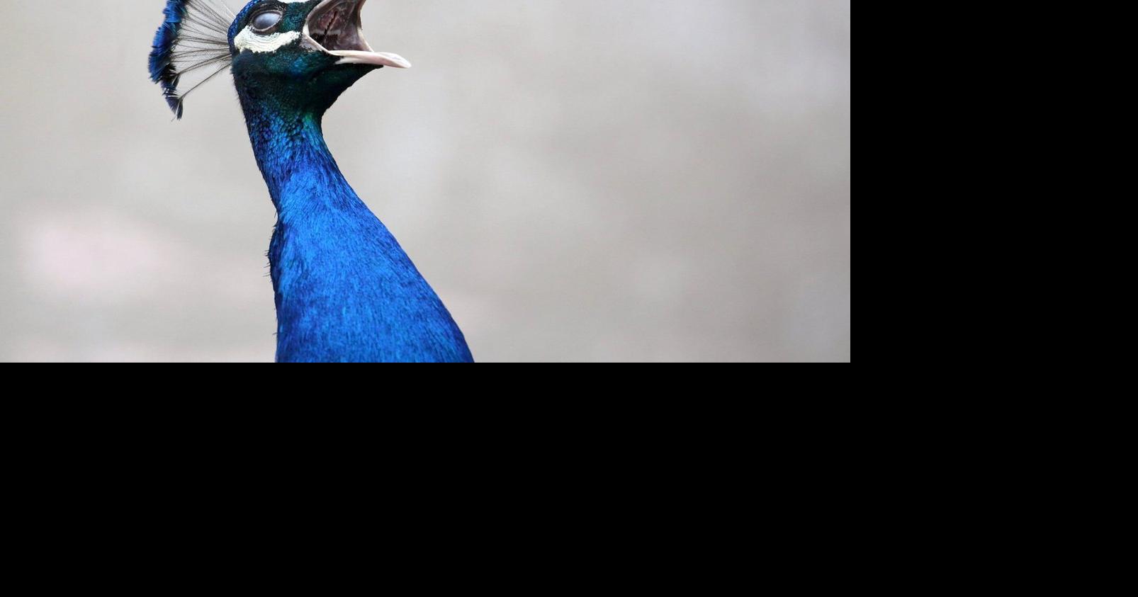 Predators may have killed 2 Souris peacocks