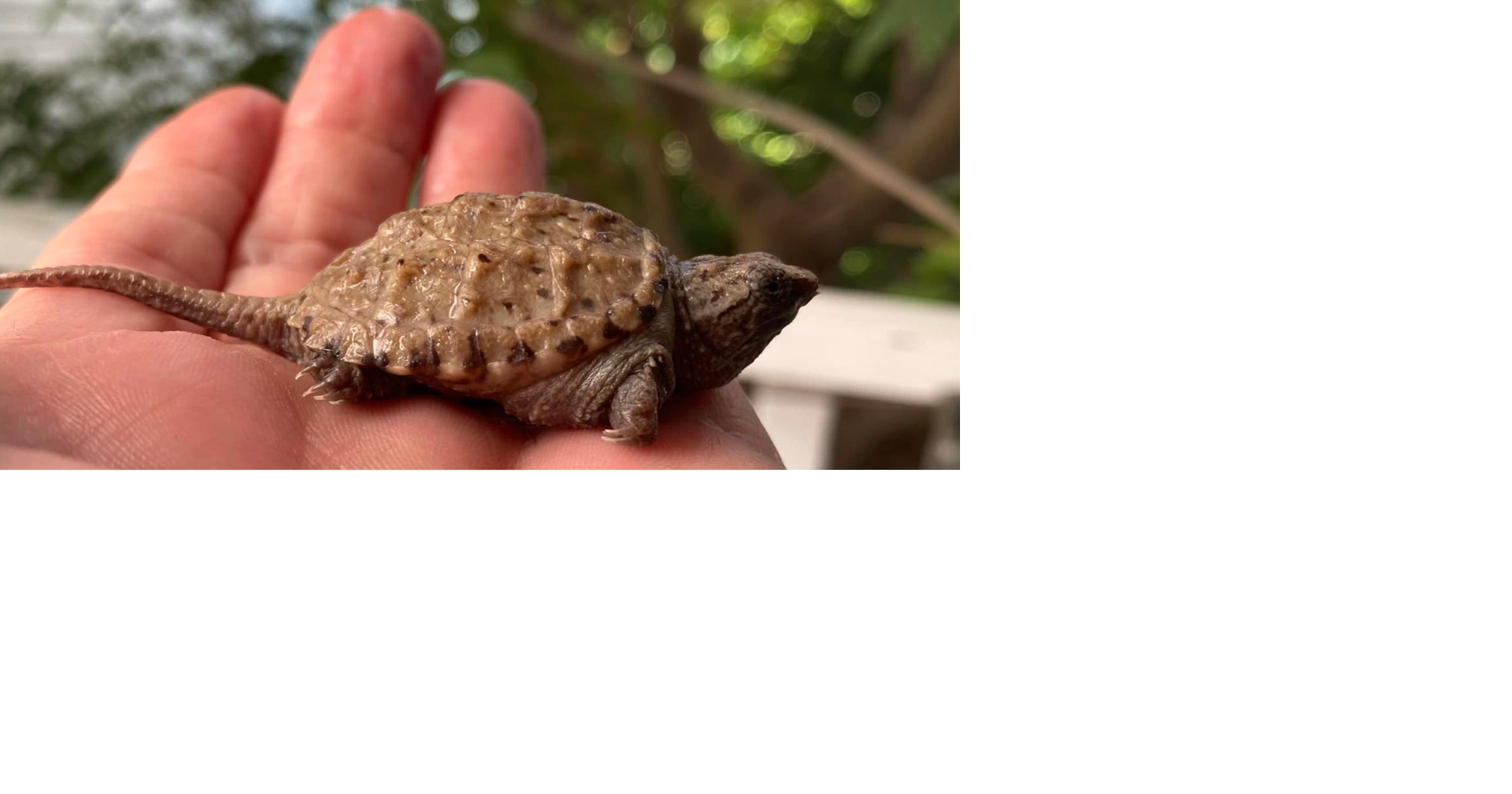 New hotline supporting turtle conservation across Wellington County