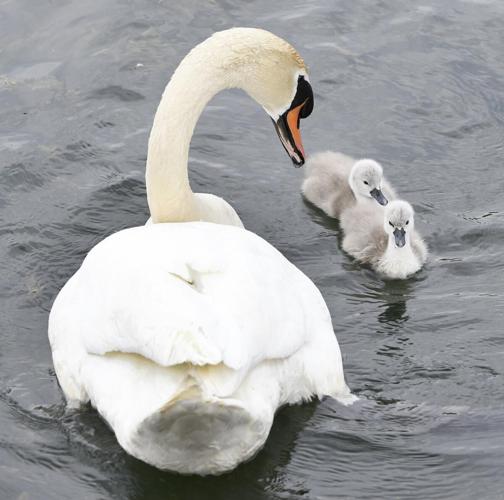 Take a swan dive into these photos hatch at Bayfront Park