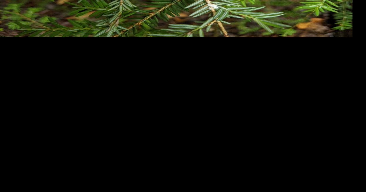 Invasive insect species threatens Haldimand trees
