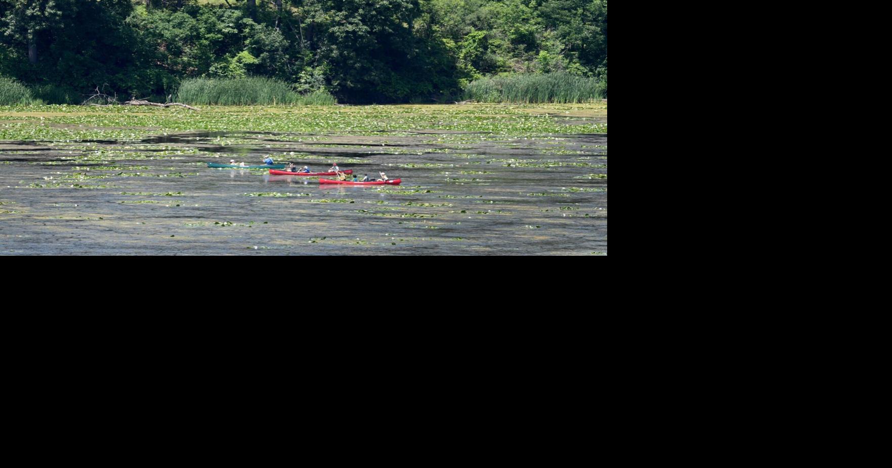 Cootes Paradise marsh in Hamilton boasts huge plant growth