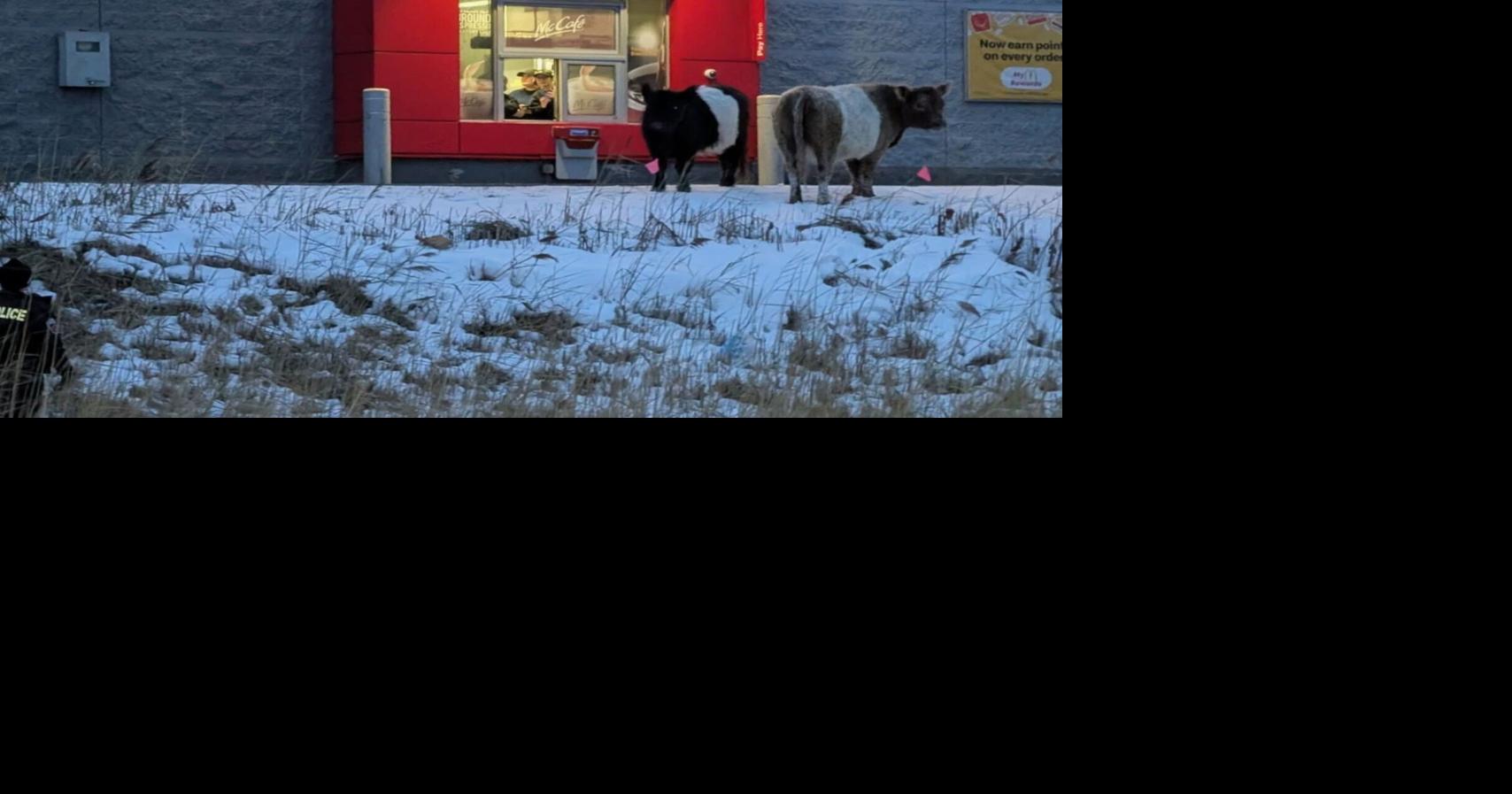 Videos and photos posted to social media showed the cows running through a small cemetery. 