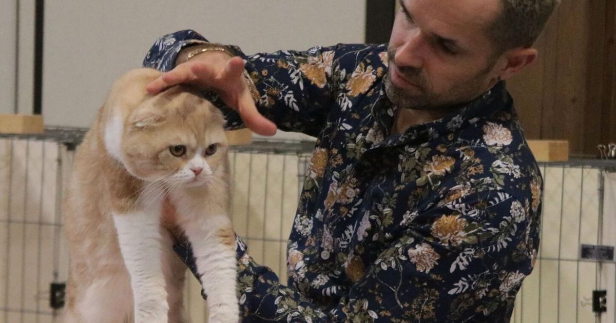 Massive cat show returns to this Ontario city this weekend. Your guide to must-see event for feline fans