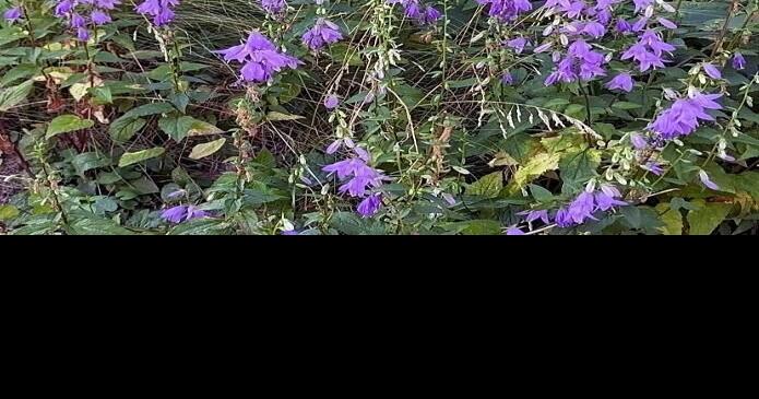 Invasive bellflower is everywhere — don’t let it take over