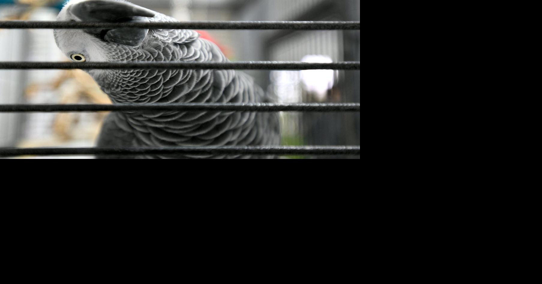 Hamilton’s aviary has closed