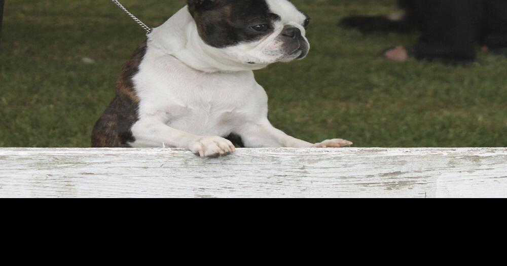 Annual event brings nearly 1,000 dogs to Caledonia Fairgrounds