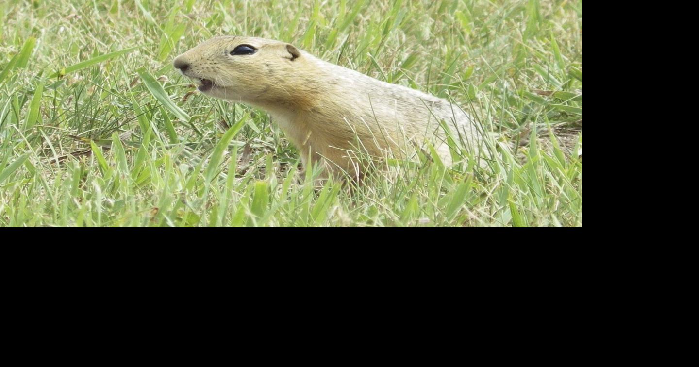 Ottawa allows temporary use of gopher poison in Alberta, Saskatchewan