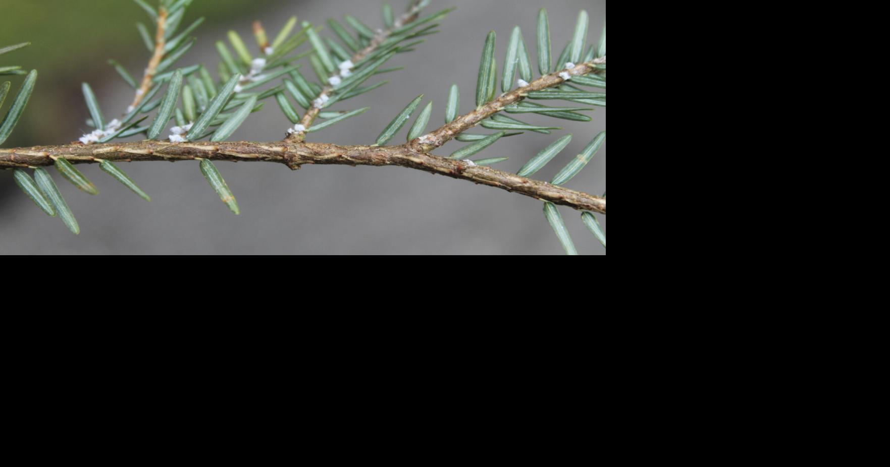Millions up for grabs in the fight against invasive species