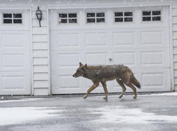 Coyote jumps fence in Burlington, killing beloved family poodle