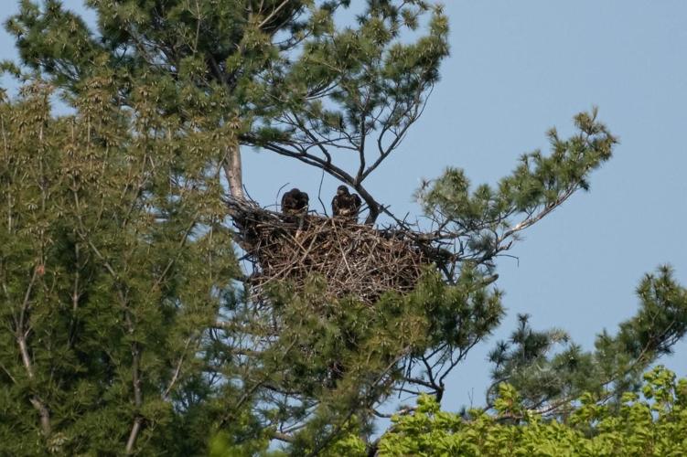 Naming contest to be held for baby bald eagles born at the RBG