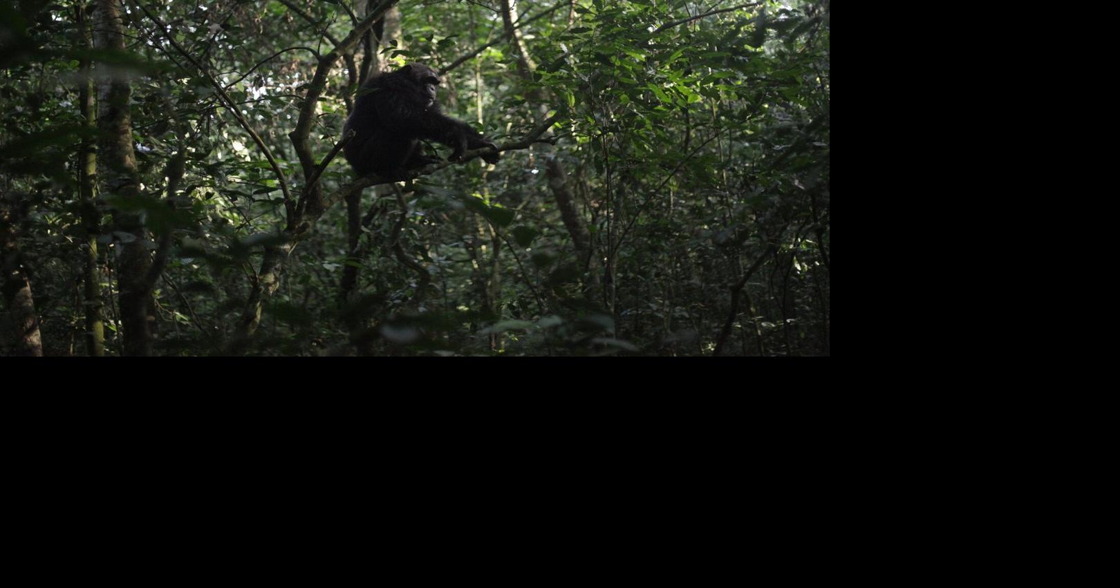 Conservationists connect with chimps in a Ugandan rainforest as they seek a sense of communion