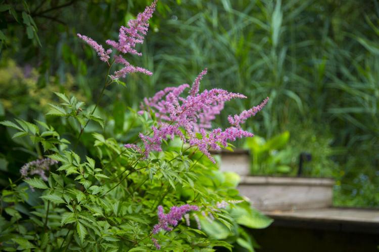 Toronto author unearths abandoned garden and finds her past