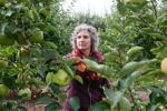 Apples stuffed in strollers and half-eaten fruit tossed away: Local orchard farmers say rampant theft is 'killing our lifestyle'