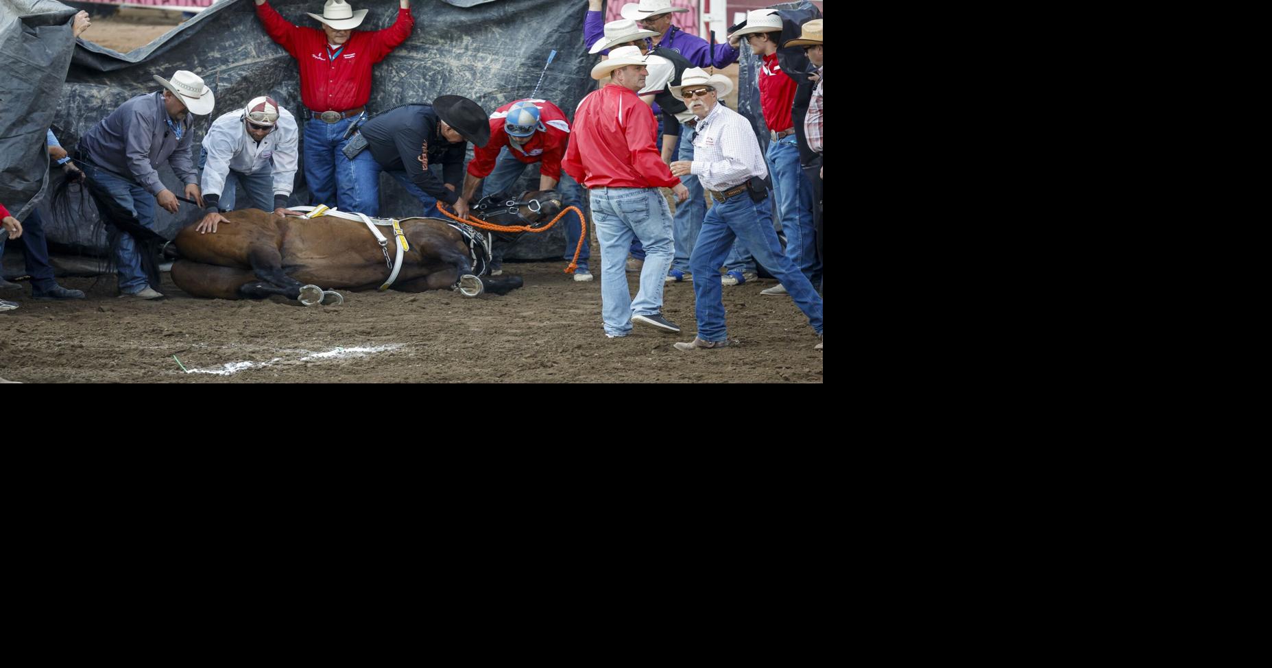 New Alberta law exempts rodeo from cruelty offences as more horses injured at stampede
