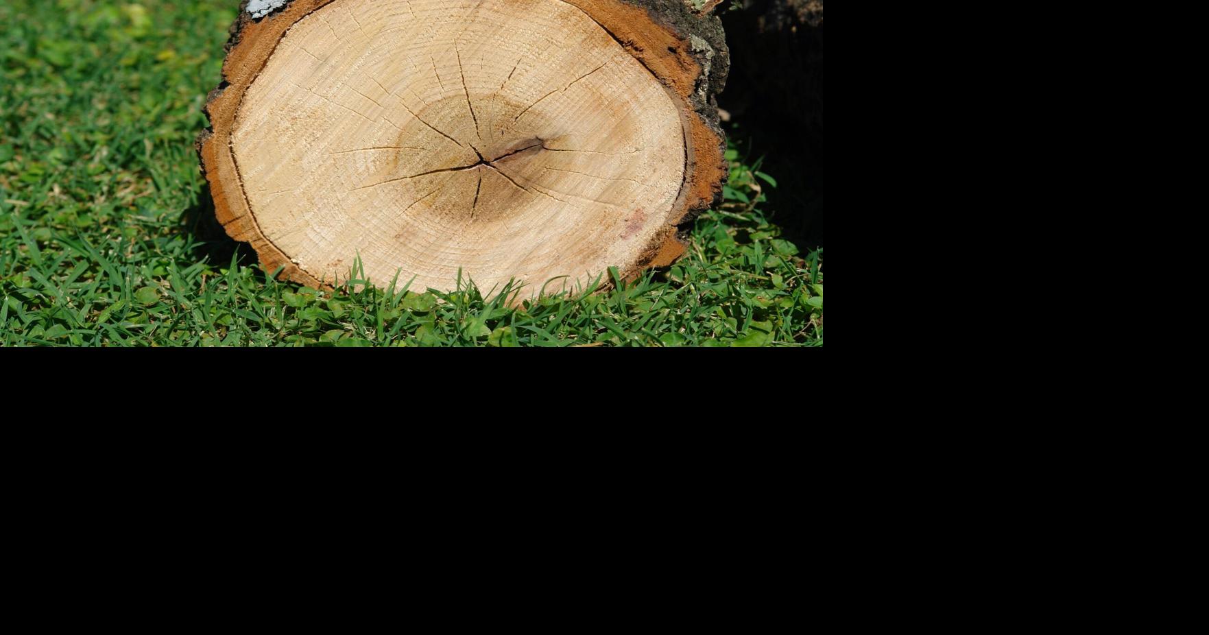 A B.C. court just sent a loud message to anyone who's ever eyeballed a neighbour's tree