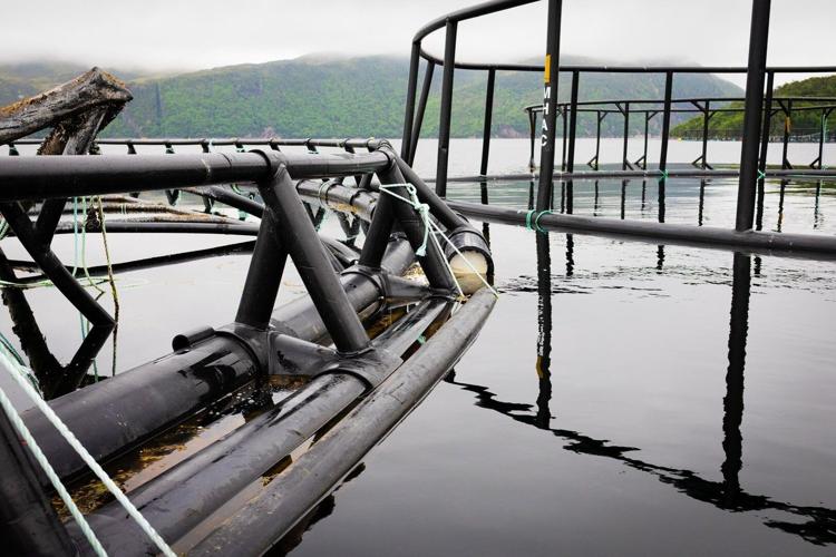 Salmon group says aquaculture companies stashing garbage along Newfoundland coast