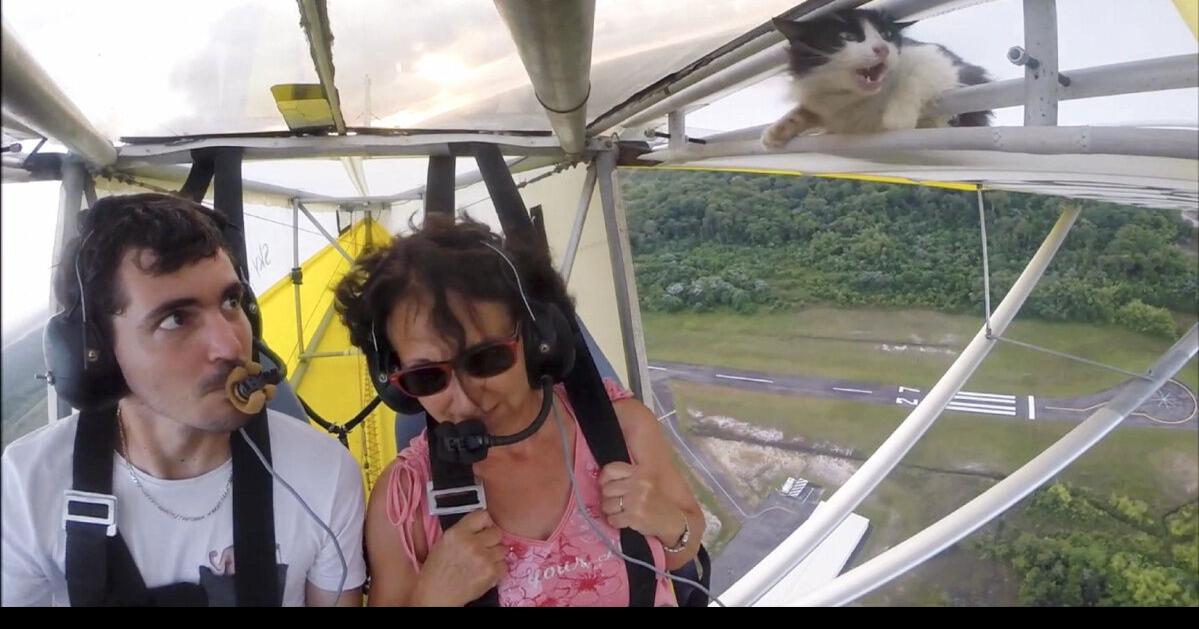 Cat clings to wing of plane during flight
