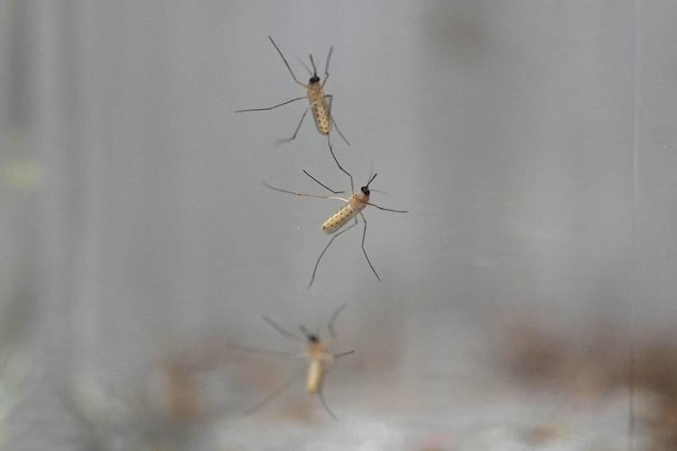 How to humanely deal with pests without using cruel traps or harmful chemicals