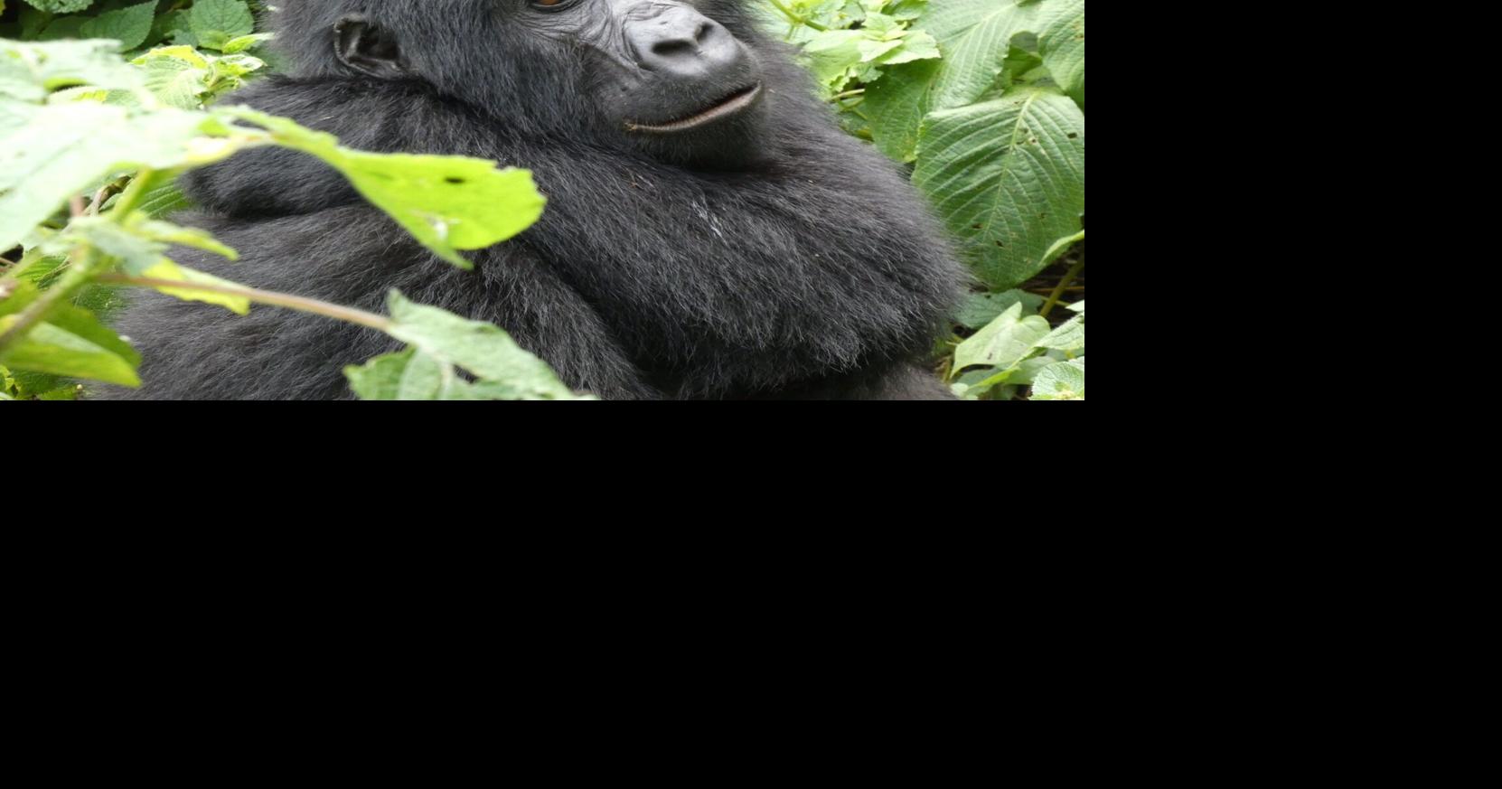 Older couple treks to see gorillas in Uganda and Rwanda