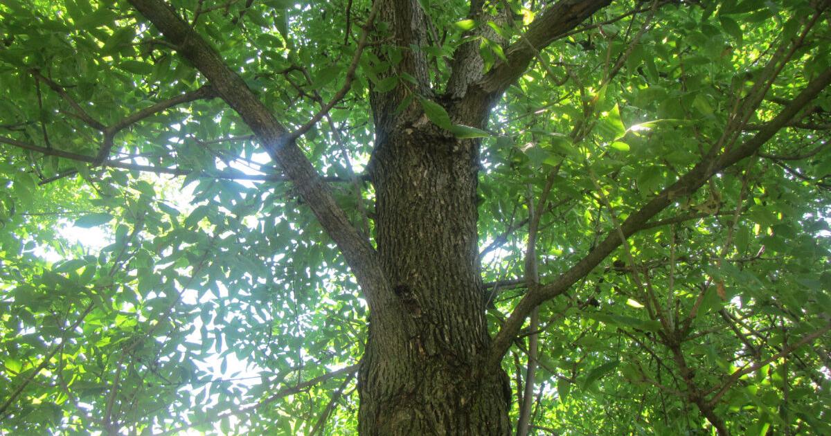 Emerald ash borer: Homeowners dither while window for saving ash trees ...