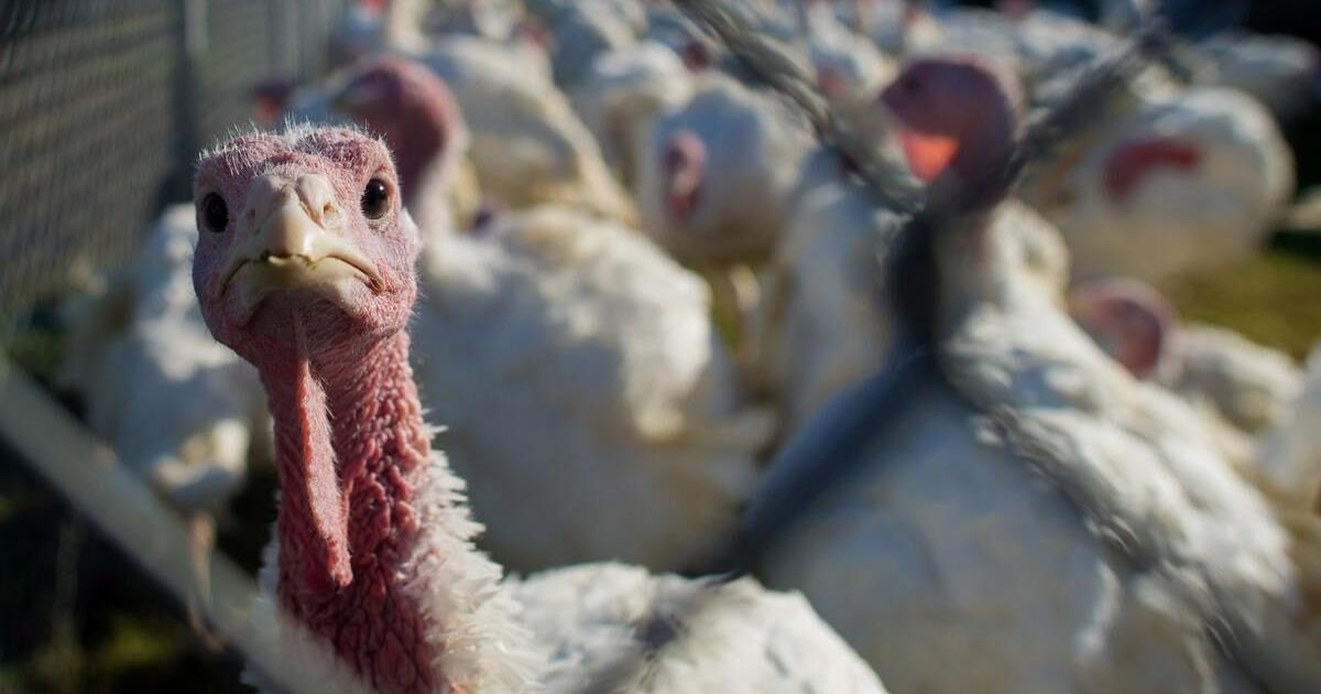 Four protesters charged for Labour Day occupation of Hutterite turkey farm