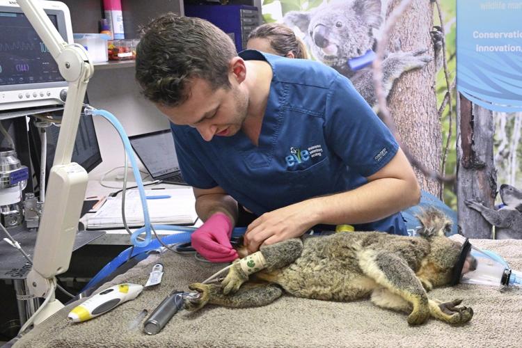 Australia approves world-first vaccine to save koalas from chlamydia