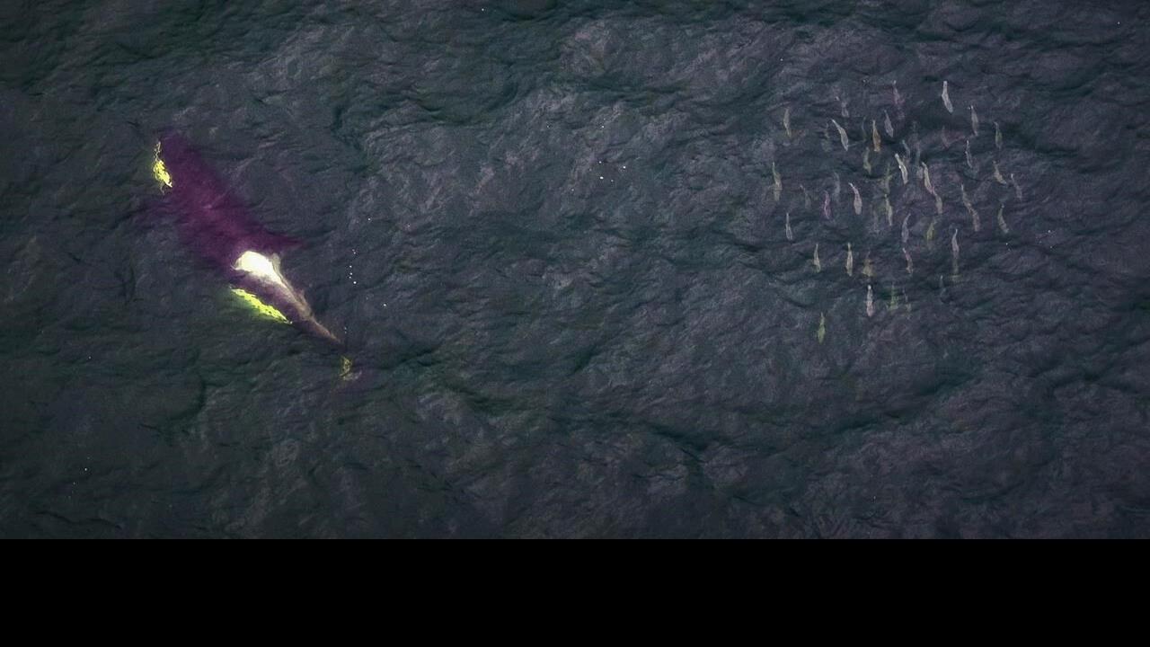 B.C. trawlers dump thousands of salmon, depleting orcas' food source:  wildlife group