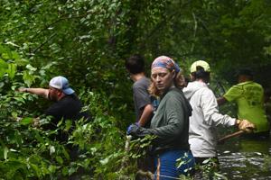 To bring back historic herring populations, volunteers get down and dirty
