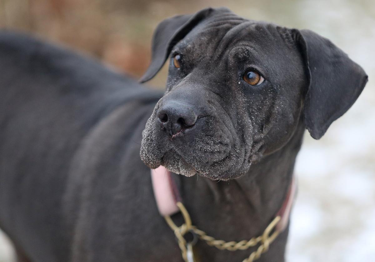 Sweet, Deaf Dog Has Spent More Than 400 Days in a Maine Shelter