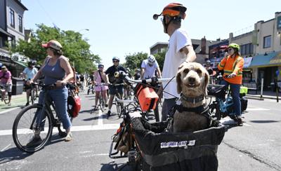Canine passenger