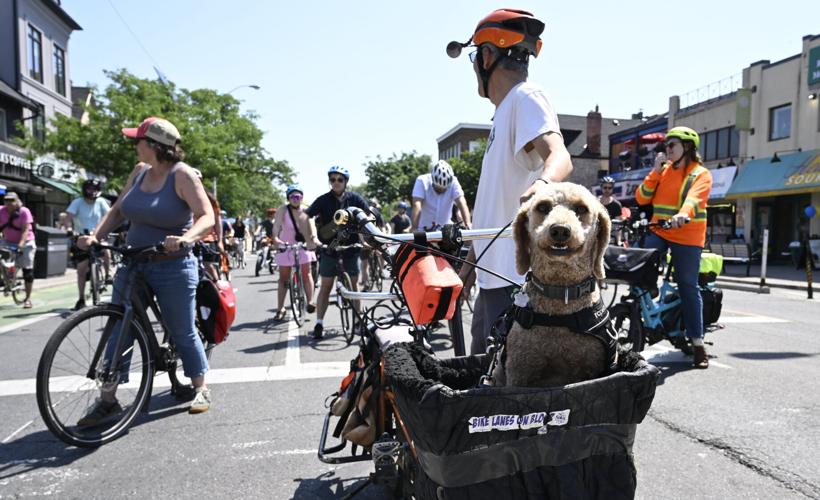 Canine passenger