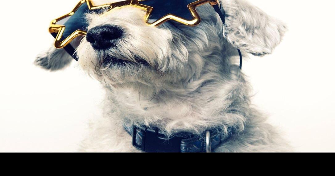 Horoscopes for pets? We had to (and they’re beyond adorable)