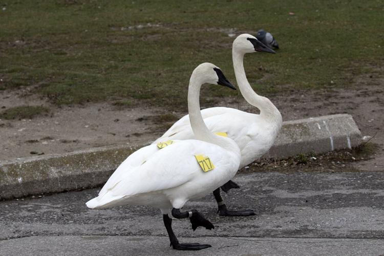 swans-reunited_2.jpg