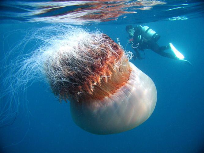 giant_jellyfish