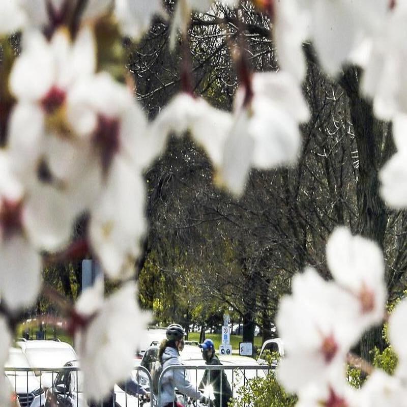 MLB - The D.C. Cherry Blossoms have arrived early this year