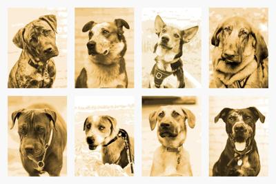_1_redemption_paws_dogs
