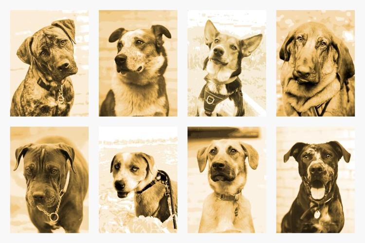 _1_redemption_paws_dogs