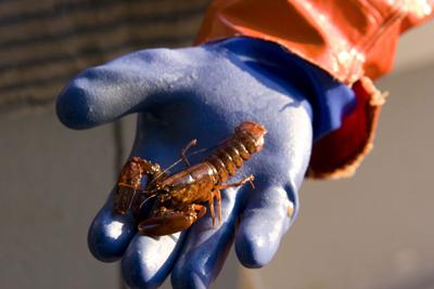 Baby lobster population declining off U.S. coast, Canada: marine