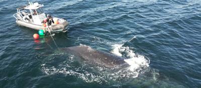 whale.JPG