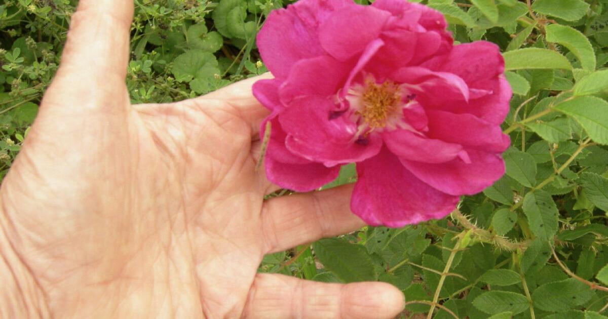 Rose Trudeau The Real Dirt: Falling for the Trudeau rose