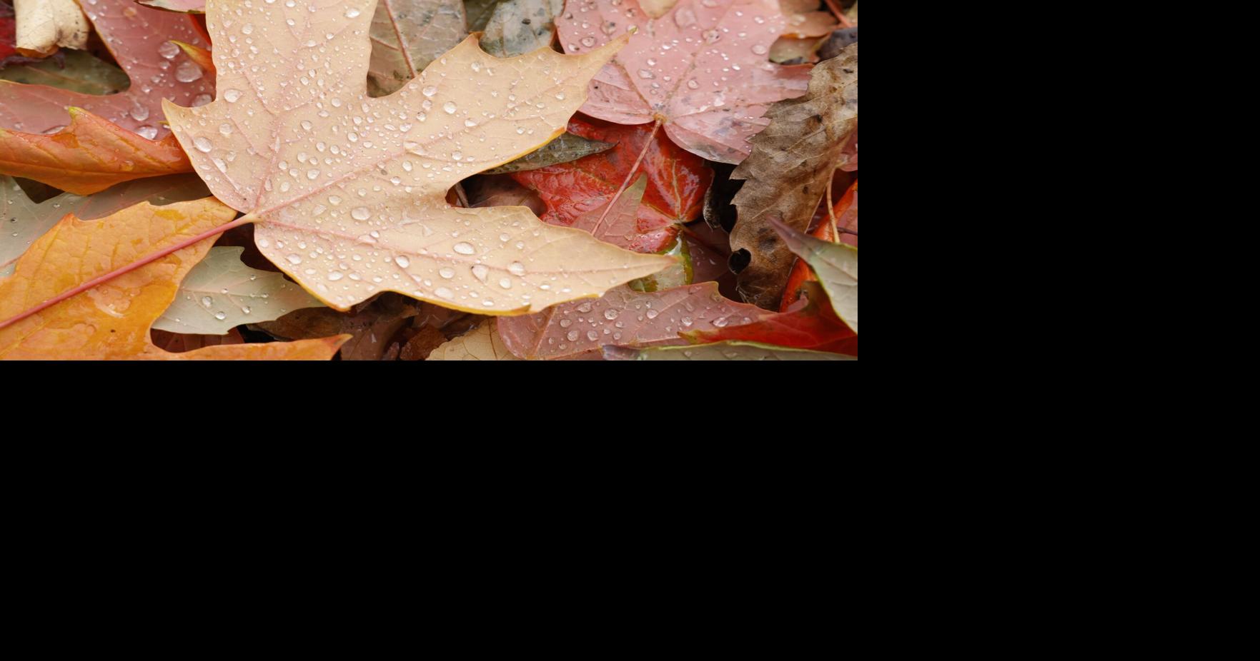 Toronto this Thanksgiving weekend: chilly fall weather