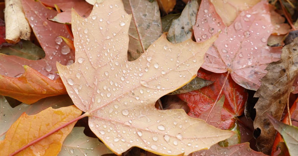 Toronto this Thanksgiving weekend: chilly fall weather