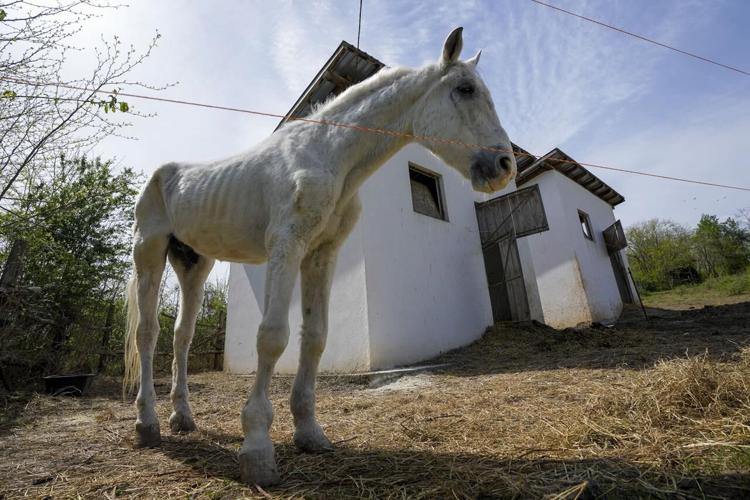 Serbia's only horse sanctuary has cared for dozens of tortured, old and ...