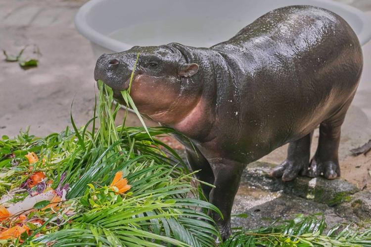 Thousands celebrate baby hippo Moo Deng's first birthday at Thailand zoo