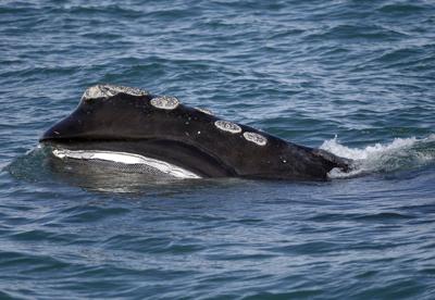 Fishing groups push to postpone protections for endangered right whale to 2035