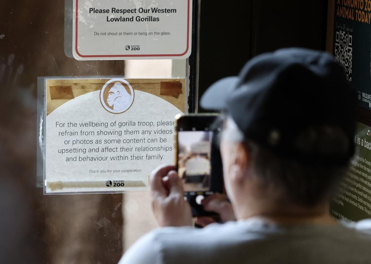 Let the Toronto Zoo s bored gorillas watch videos